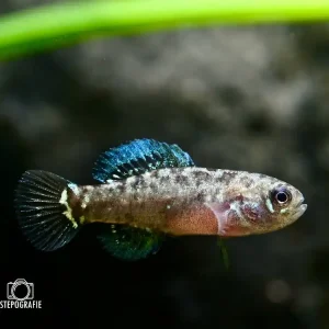 Schneller Versand Zwergschwarzbarsch (Elassoma evergladei)
